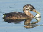 Horned Grebe